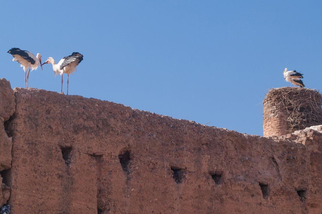 Riad Of The Storks - Exclusive Use For Up To 17 Persons Marrakesh Exterior photo